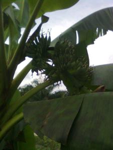 http://tipspetani.blogspot.com/2014/12/menanam-pohon-pisang-mas.html